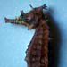 Sea Horse