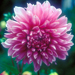 Amanda&rsquo;s Dahlia